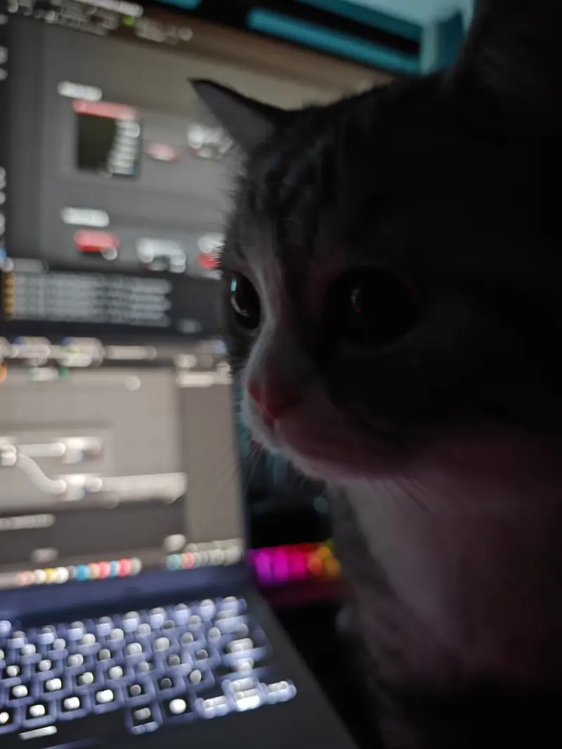 工位上的猫